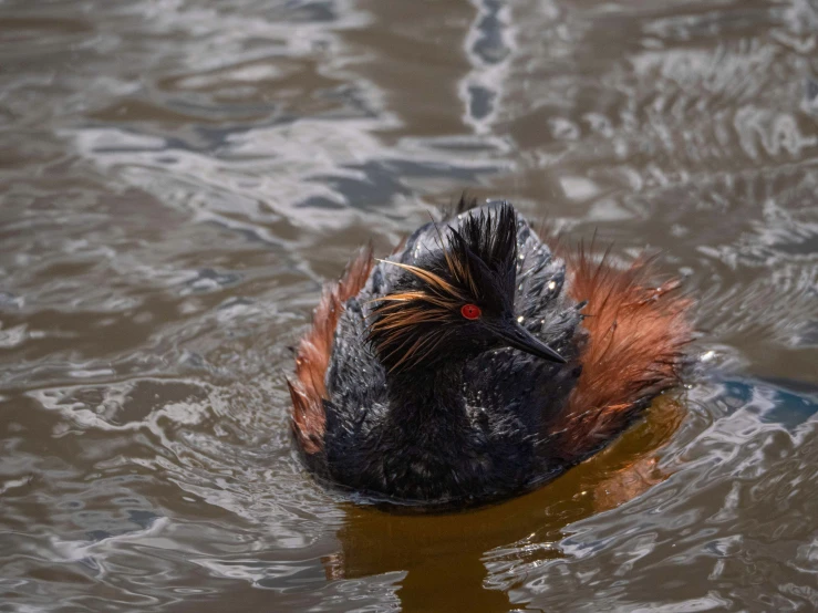 a duck with some red and black hair in the water