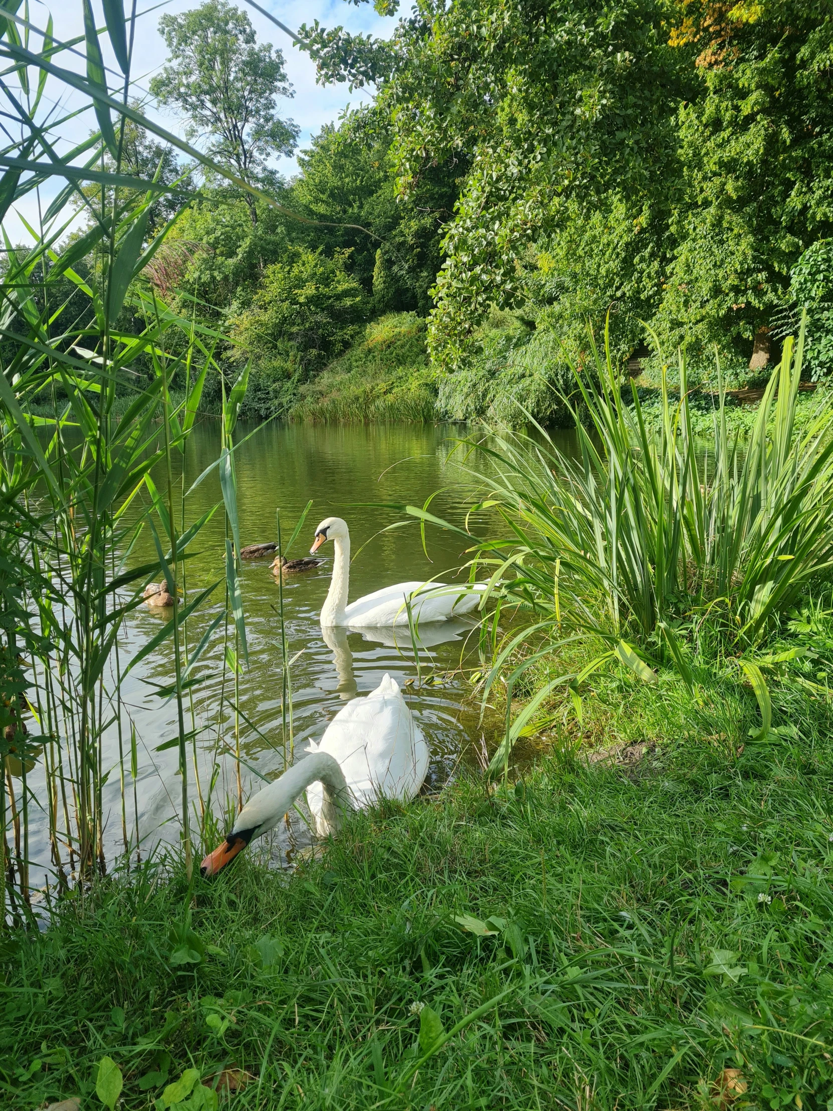 two swans on the water in the grass near a tree