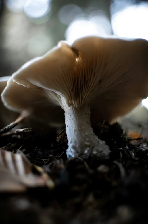 a white mushroom with some black seeds on it