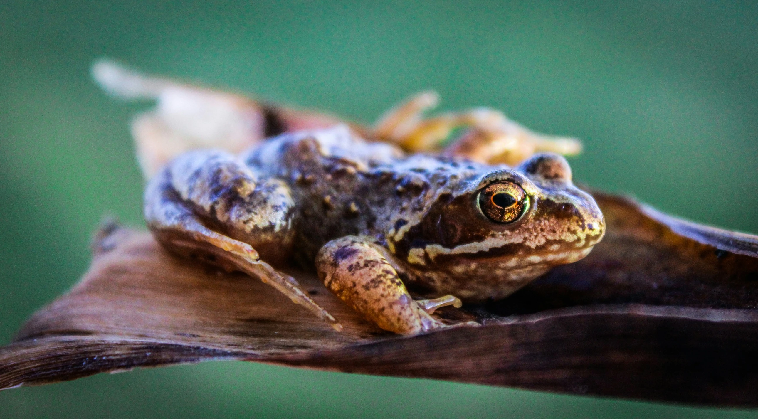 a close up of a frog on top of a leaf