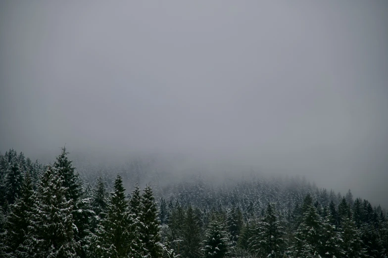 snow - covered evergreens line the horizon behind a mountain