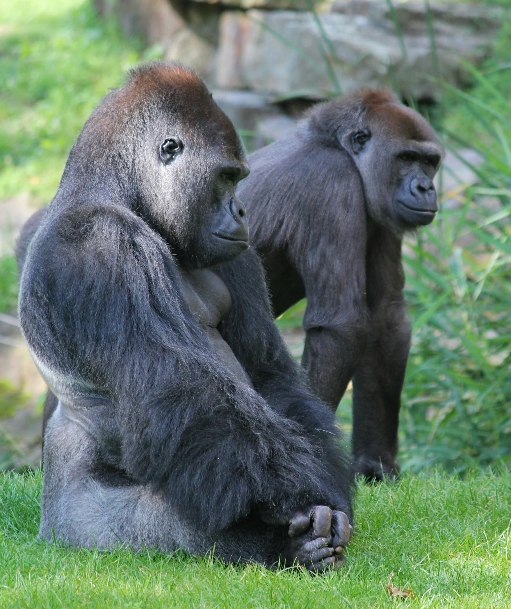 the gorillas stand in an enclosure near rocks