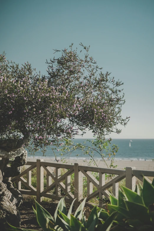 a tree with purple flowers in front of a body of water