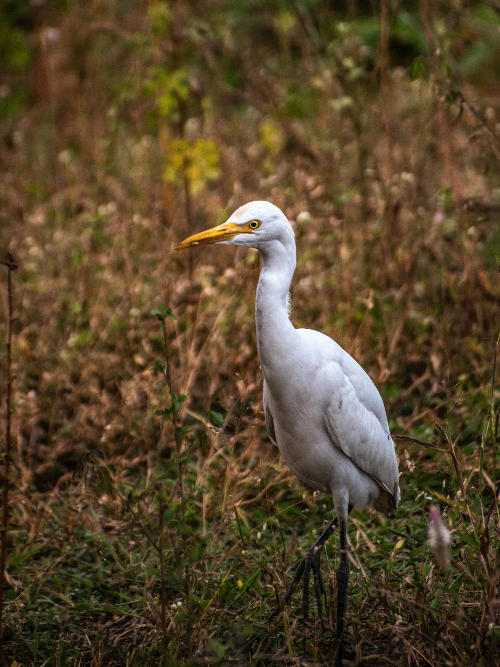 a bird that is walking in the grass