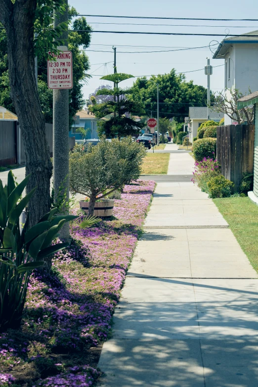 a sidewalk is covered with small purple flowers