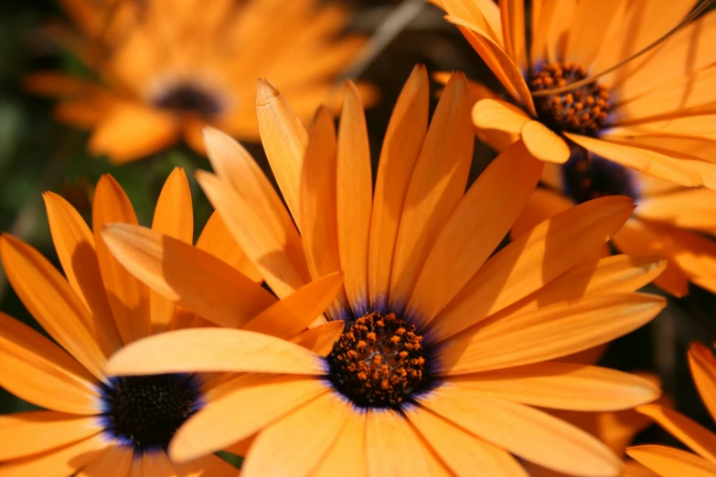 many orange flowers are seen in this close up view