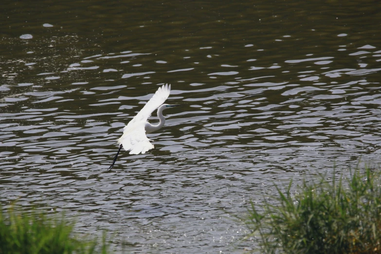 a bird is flying above a body of water