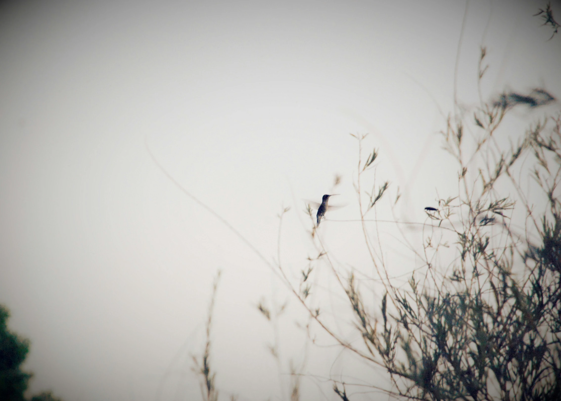 a close up of tall grasses with birds sitting on top