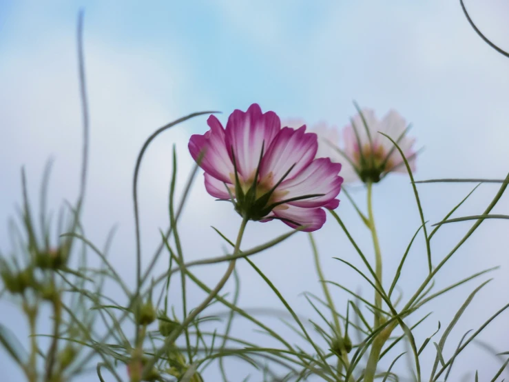 pink flowers with green stems in the foreground