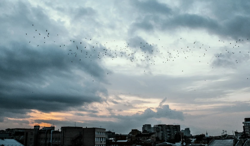 dark birds flying in the sky with buildings in the background