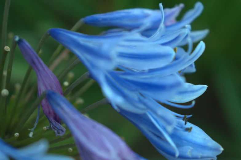 blue flower in bloom with purple stems