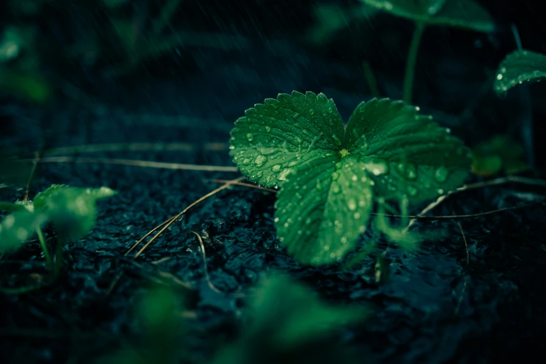 a wet plant in the dark, with green leaves