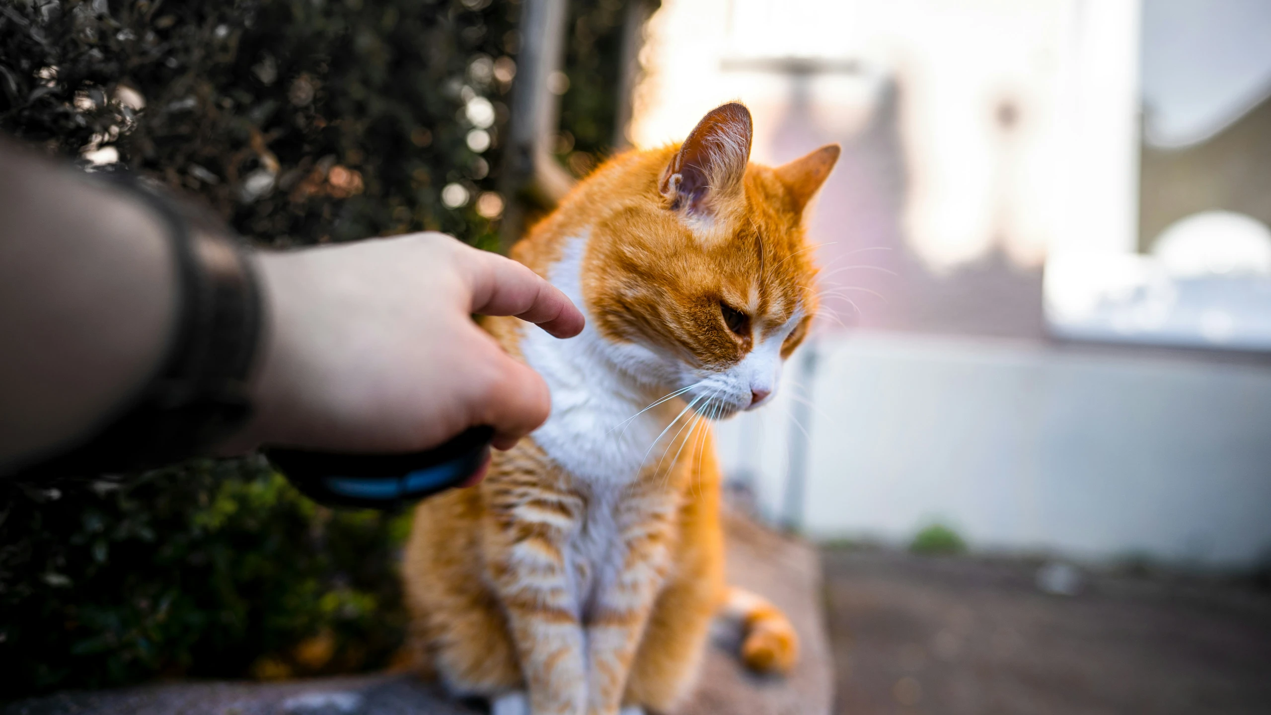 a close up of a person giving a cat soing