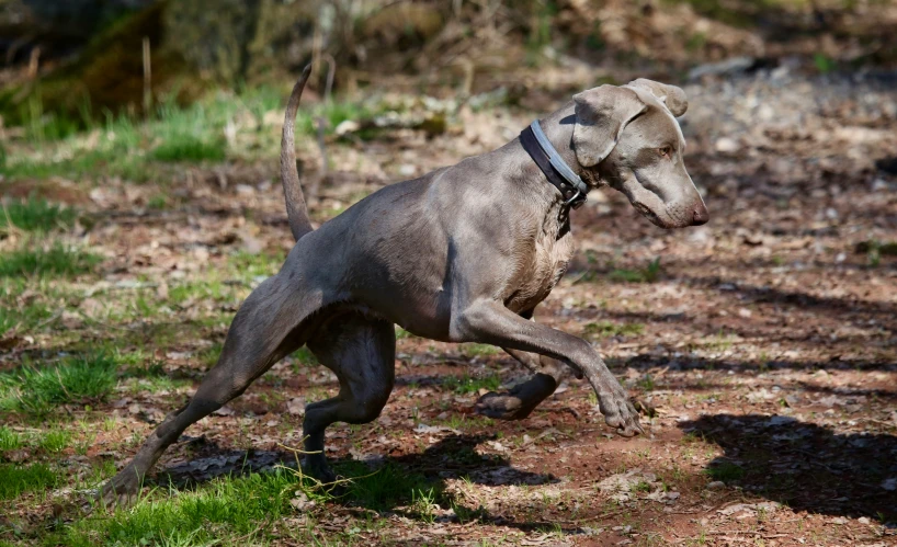 a brown dog running across a field next to grass