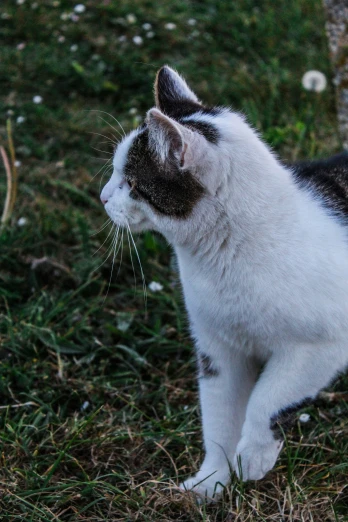 a black and white cat sitting on the ground looking at soing in the distance