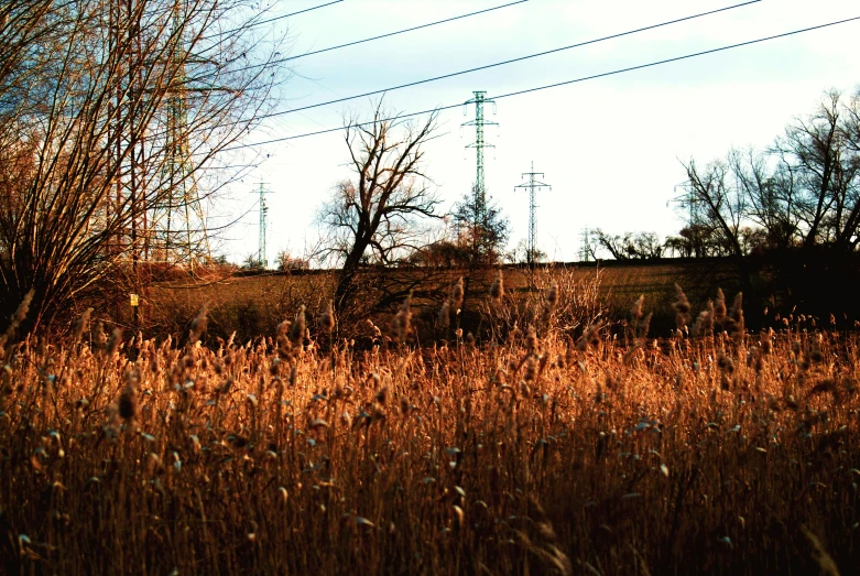 long grass and telephone wires under a cloudy sky