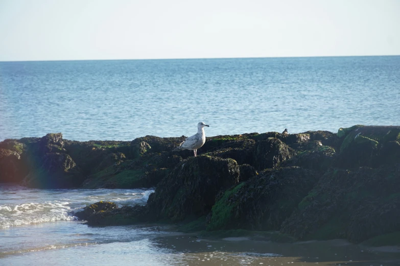 a white bird perched on a rock in the ocean