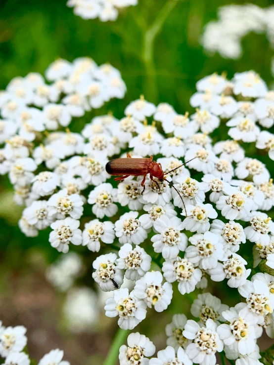 the bug is sitting on a flower stem