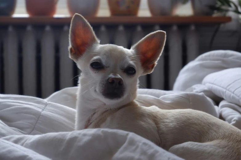 a small white dog sitting on a bed with pillows