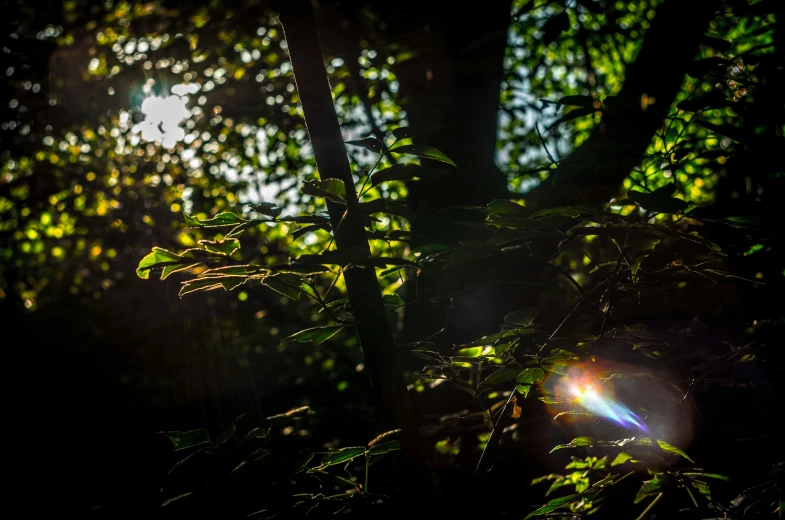 the sun shining through the trees on the ground