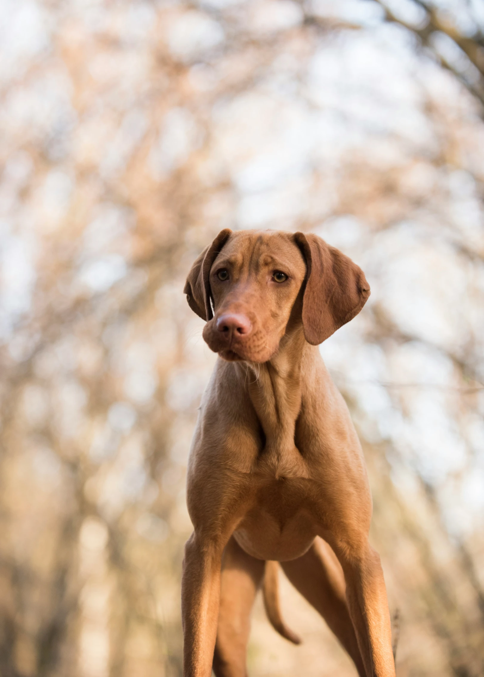 a small brown dog standing in the grass