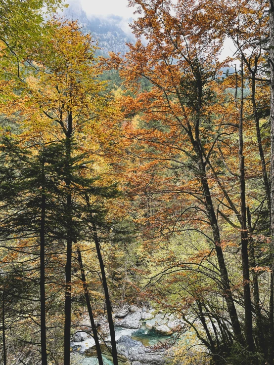 autumn colors decorate trees near a creek in a valley