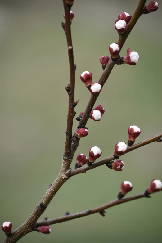 buds growing on a tree in springtime