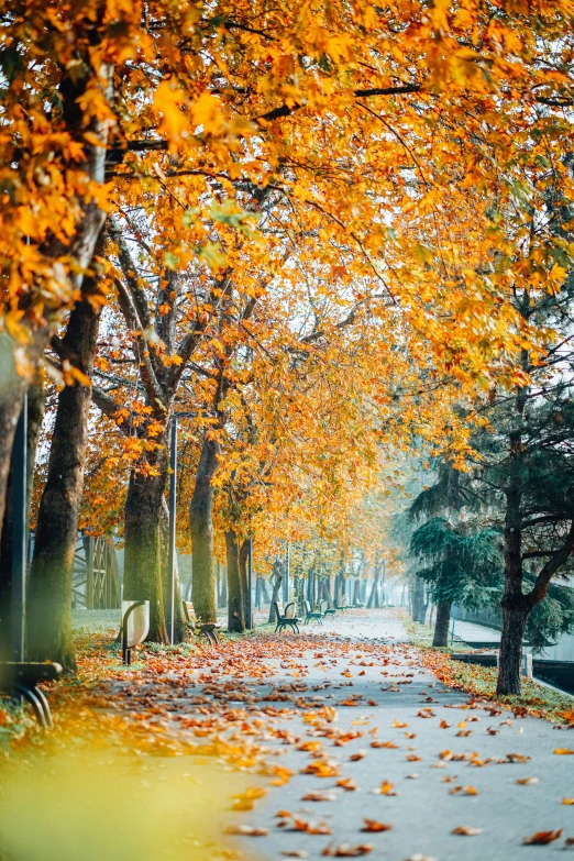 a pathway covered in lots of autumn leaves