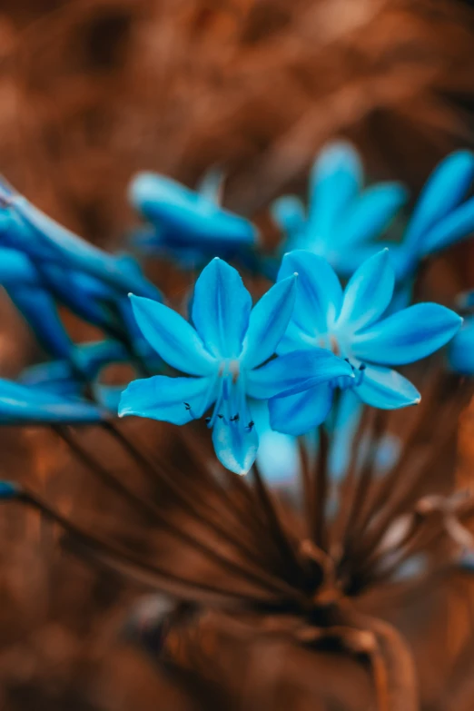 a blue flower with several petals in the dirt