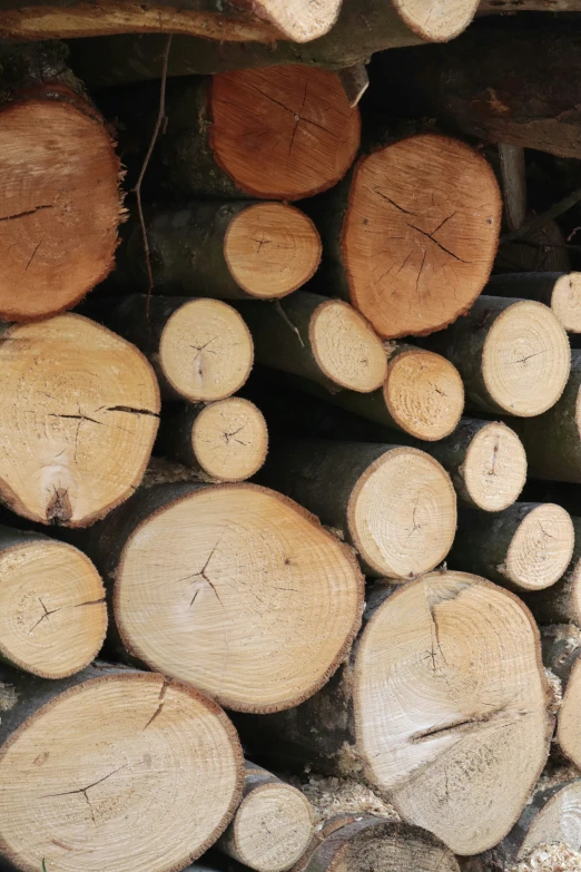 a large pile of cut logs with some missing