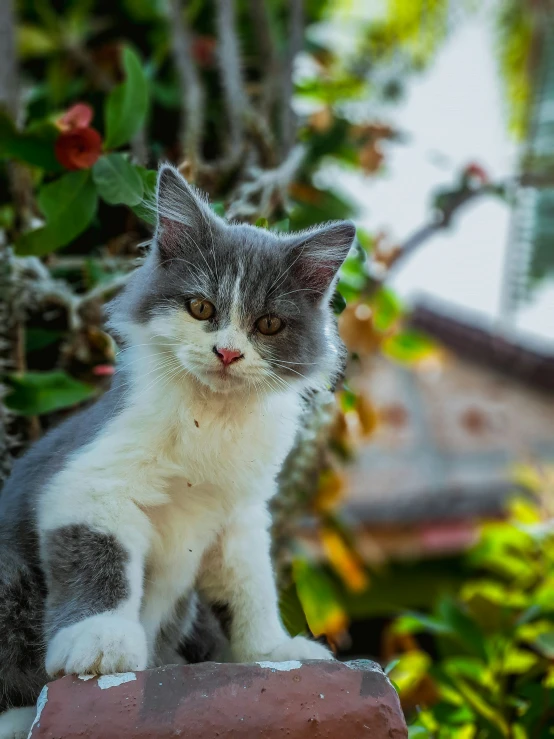 a grey and white kitten sits in a garden