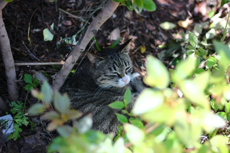 the striped cat is hiding in the woods