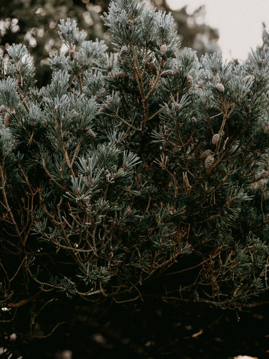 a black and white po of small evergreen leaves