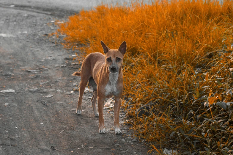 a dog standing on a road next to some bushes