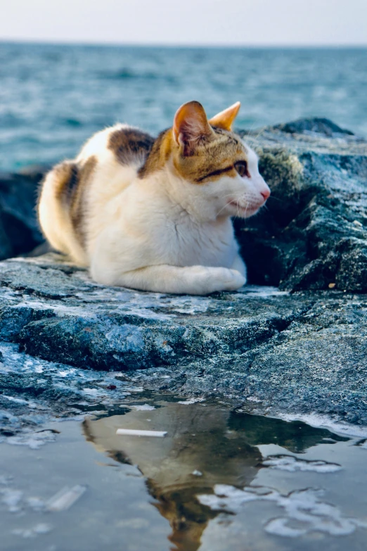 a cat sitting on some rocks by the water