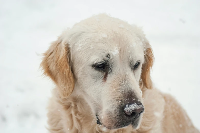 a beige dog standing in a snow covered field