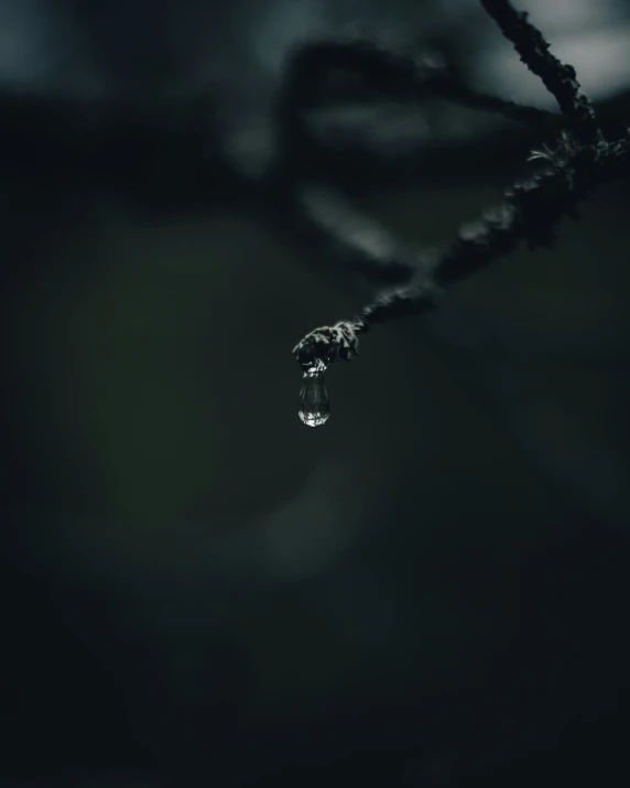 water drops are hanging from a twig