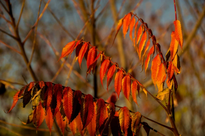 bright orange fall foliage in a tree with many leaves