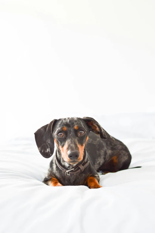 a small black and brown dog sitting on a bed
