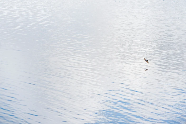 bird flying above the water on an overcast day