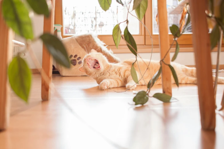 an orange cat laying under a table with its mouth open