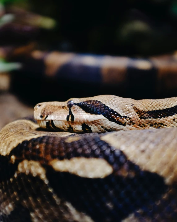 an image of a snake that is close to the camera