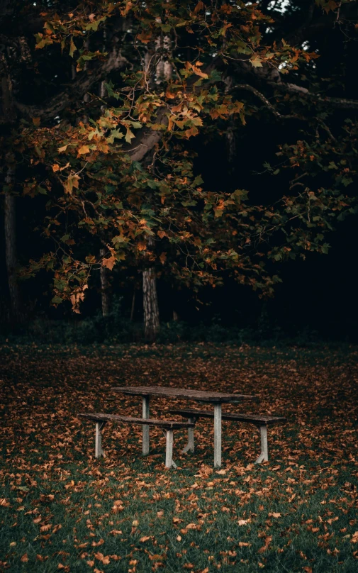 a bench sits beneath a tree with fallen leaves