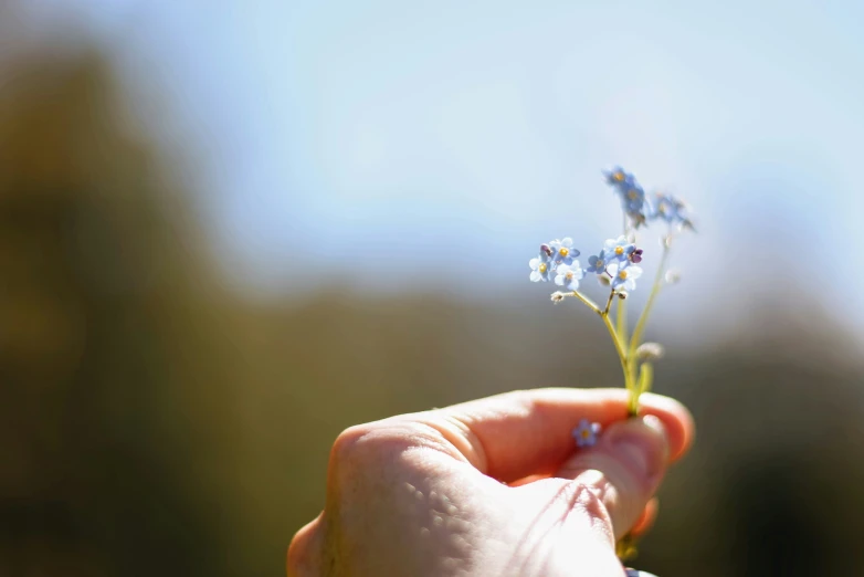 a person holds a tiny flower in their hand