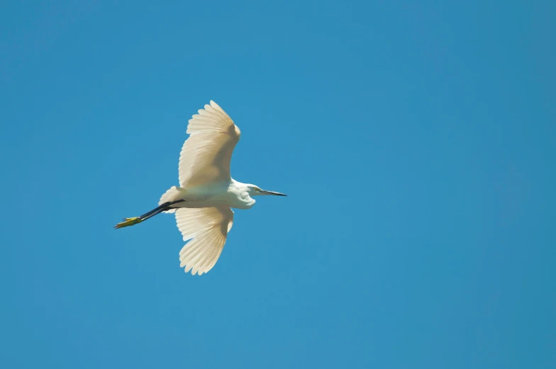 white bird soaring through a clear blue sky