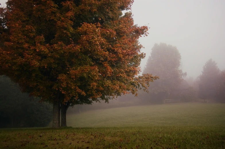 a foggy park with trees in the background