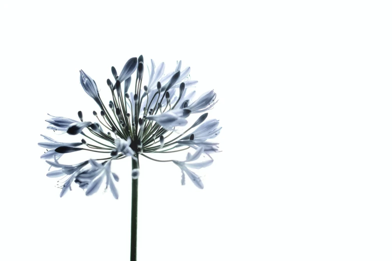 the white flower is very pretty against the white background