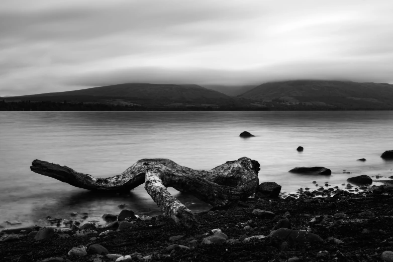 a black and white po of a wood on a beach