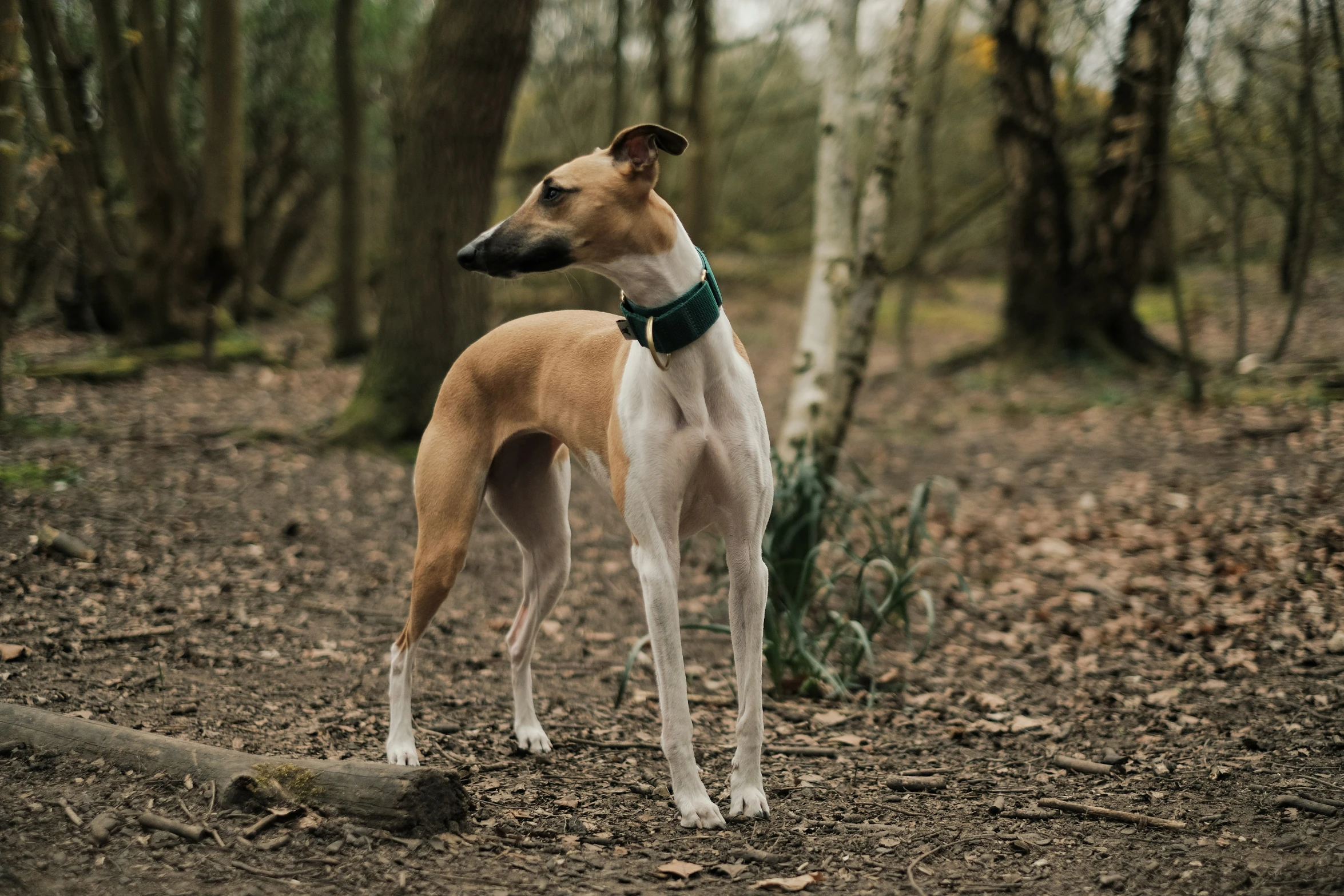 a dog stands alone in a wooded area