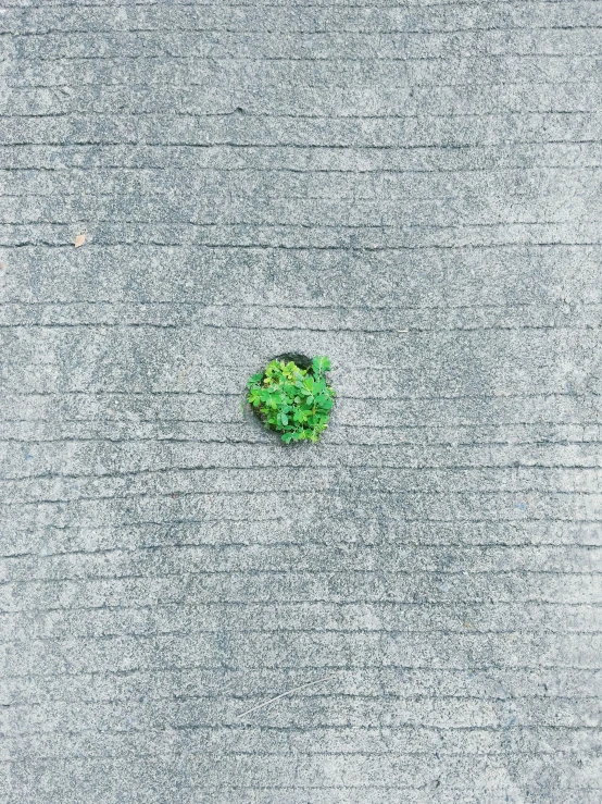 a small piece of green broccoli floating on concrete